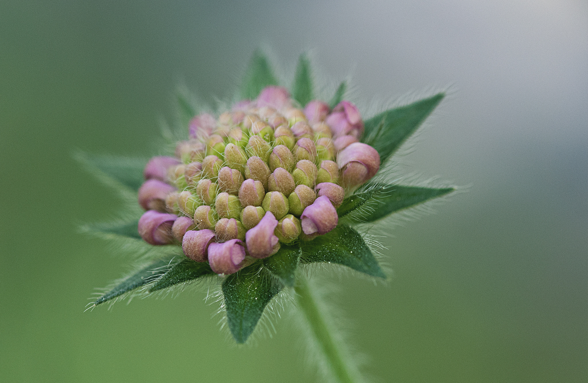 Nikon AF-S Micro-Nikkor 105mm F2.8G IF-ED VR sample photo. Acker witwenblume ii photography