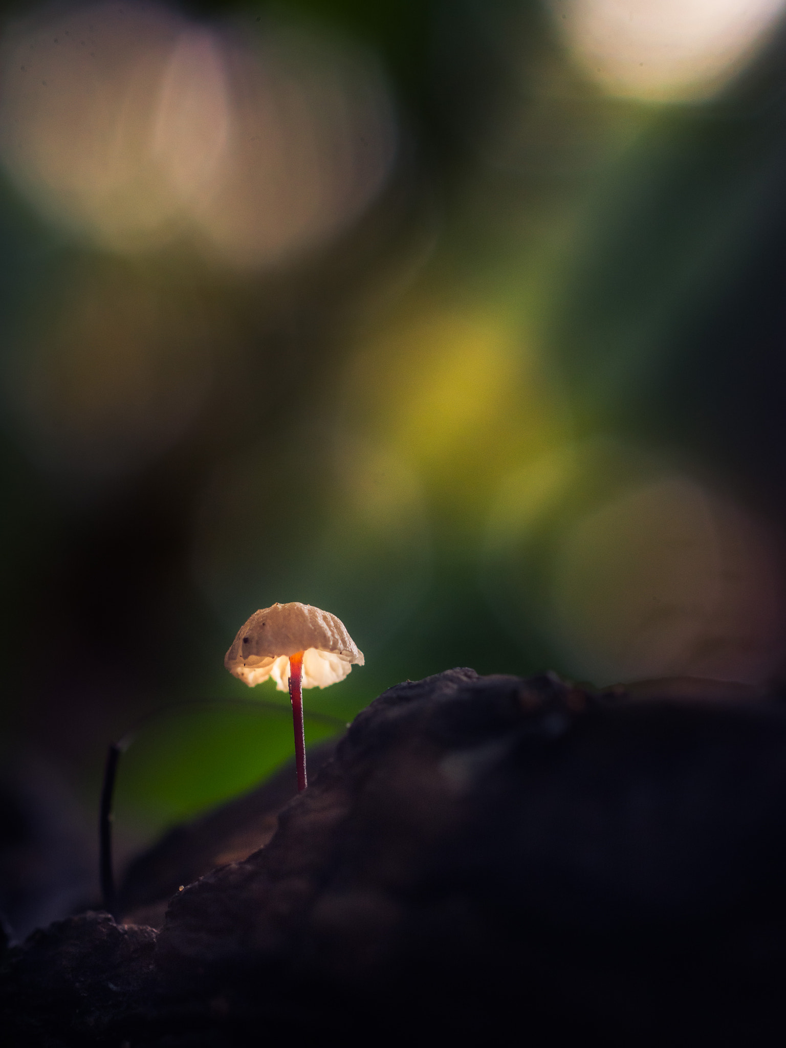 Nikon D5200 + Sigma 50mm F2.8 EX DG Macro sample photo. Tiny mushroom photography