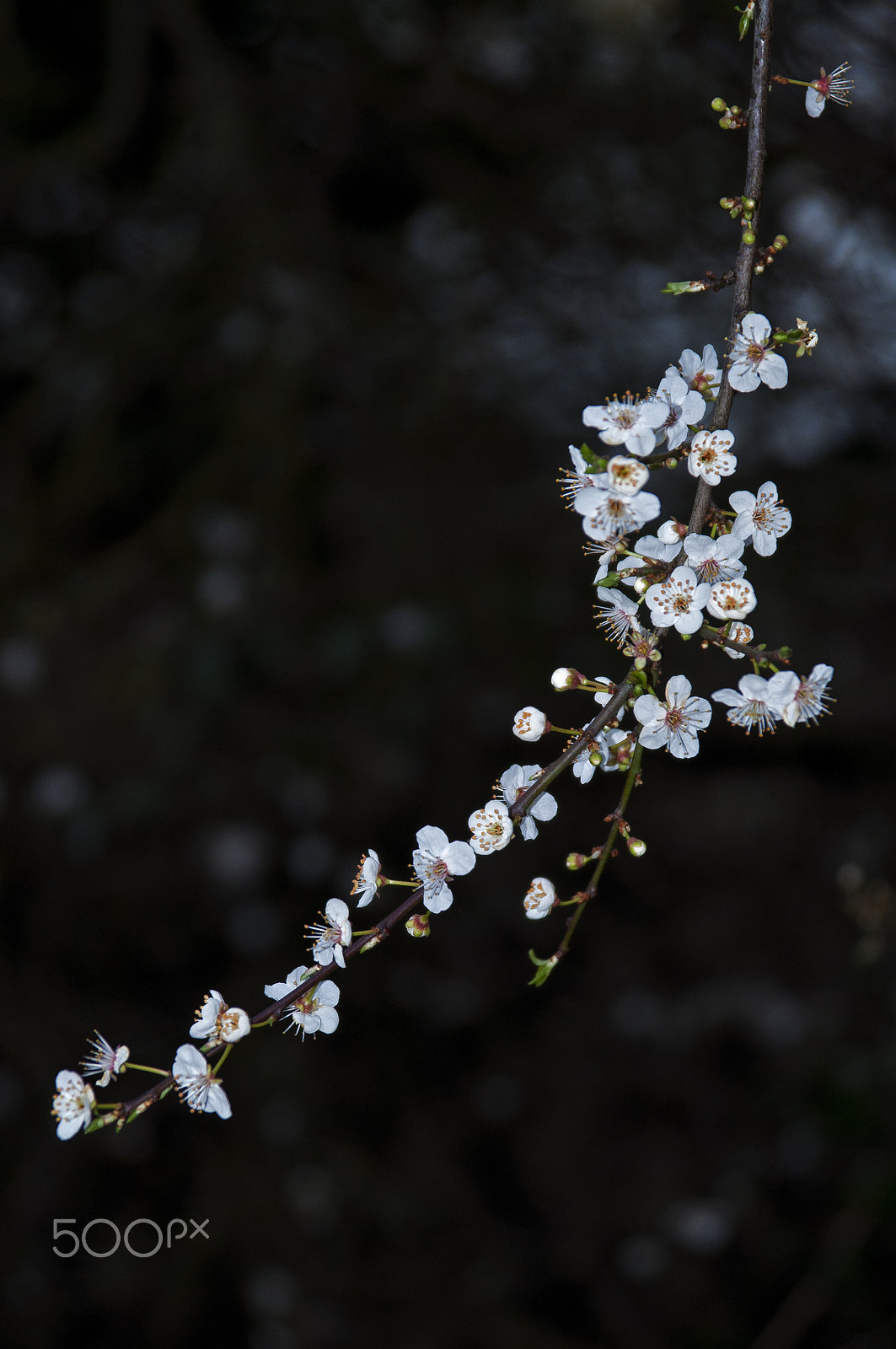 Nikon AF Nikkor 24-85mm F2.8-4D IF sample photo. Cherry blossom photography