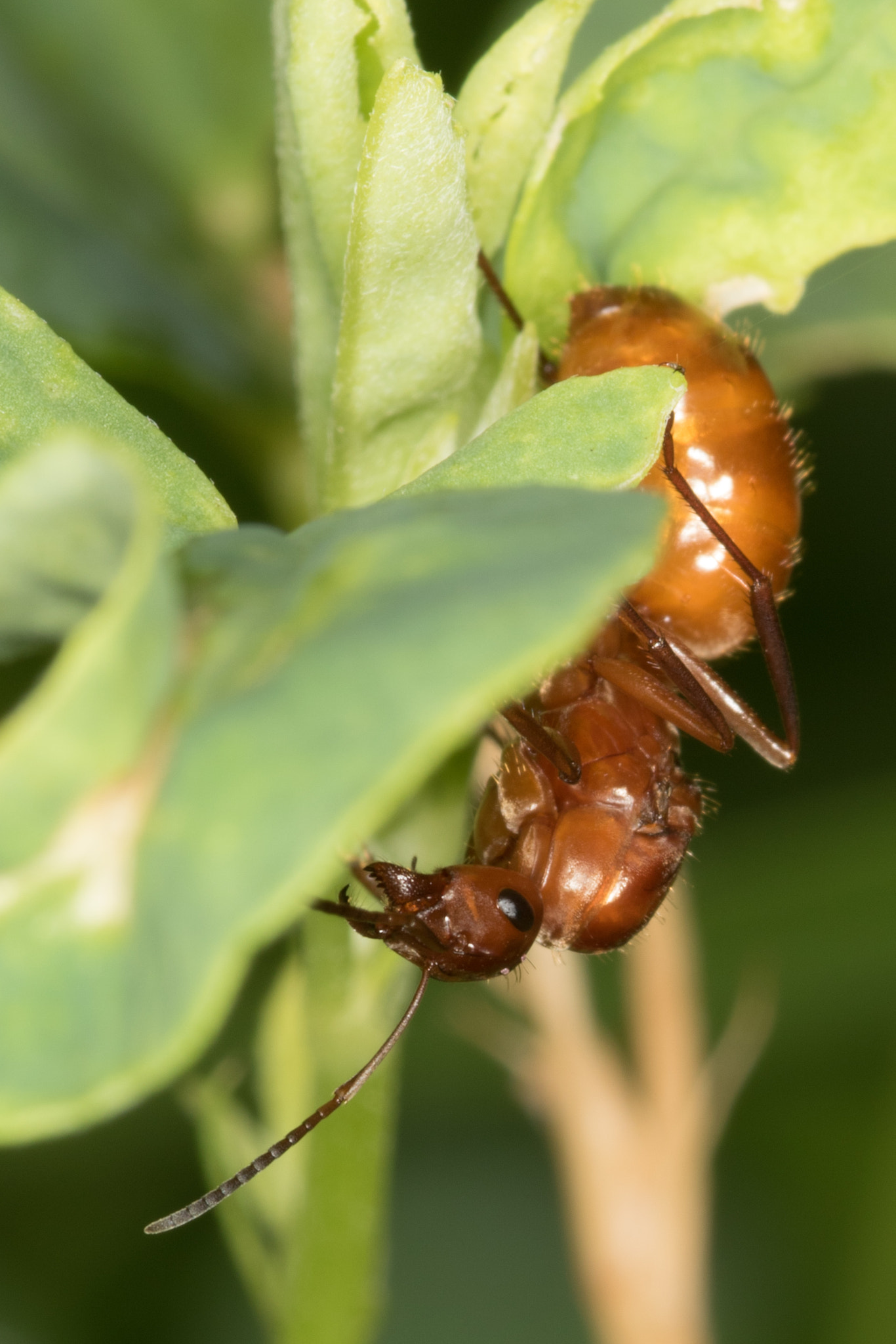 Sigma 105mm F2.8 EX DG Macro sample photo. Fire ant photography