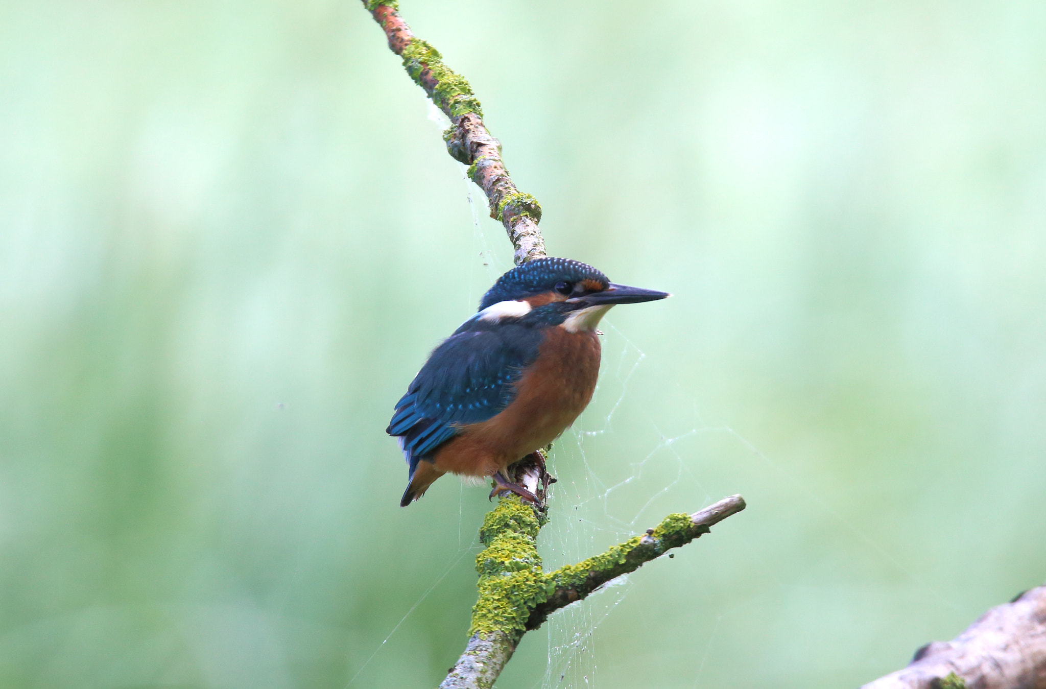 Sigma 150-600mm F5-6.3 DG OS HSM | S sample photo. Kingfisher photography