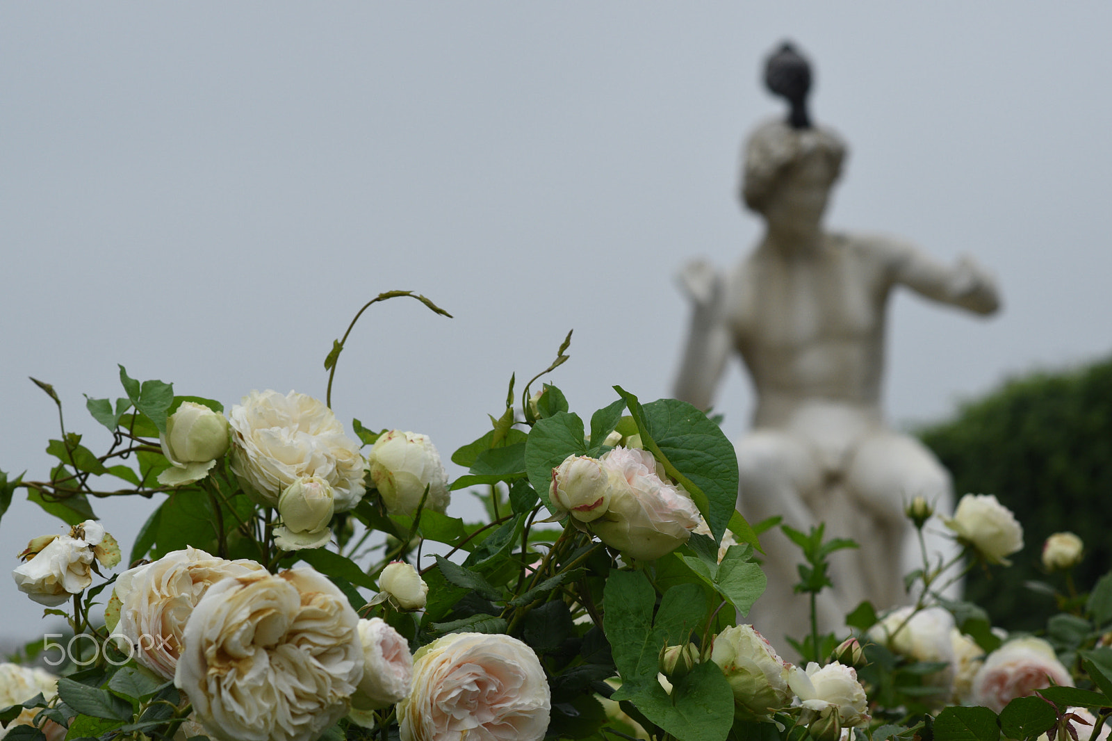 Nikon D5500 + Samyang 85mm F1.4 Aspherical IF sample photo. Ronsard, jardin du palais royal, paris. photography