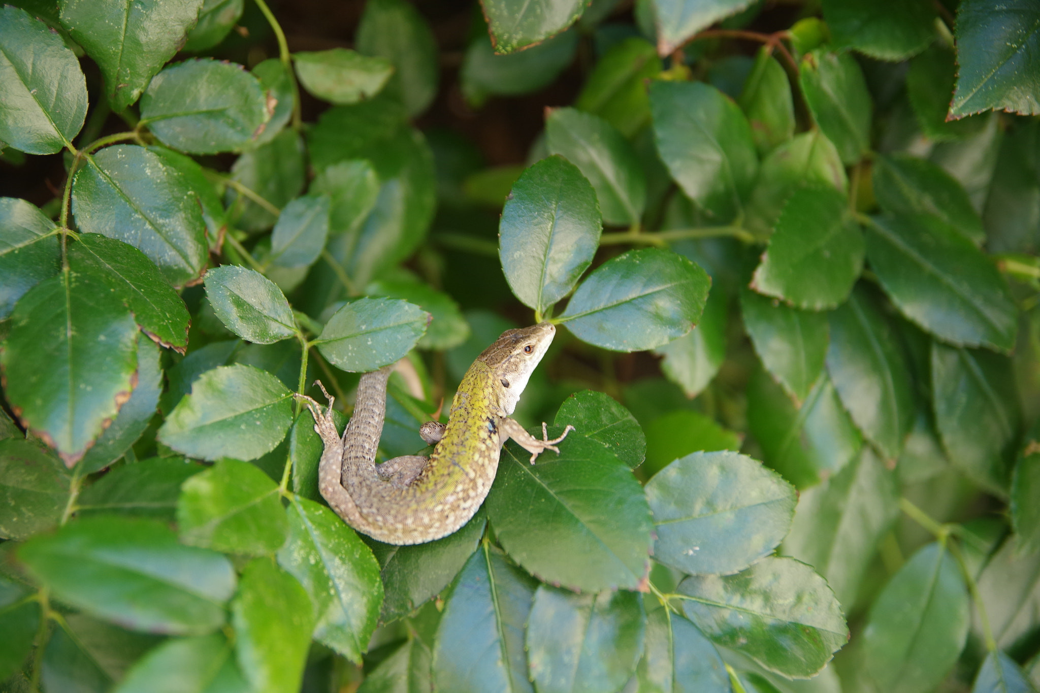 Pentax K-S2 sample photo. Dragon's son photography