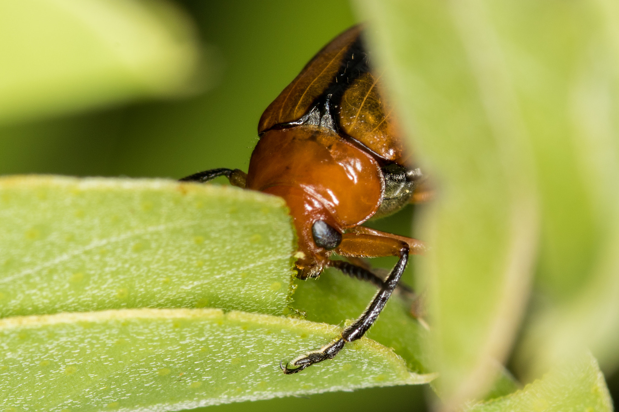 Sigma 105mm F2.8 EX DG Macro sample photo. Leaf beetle photography