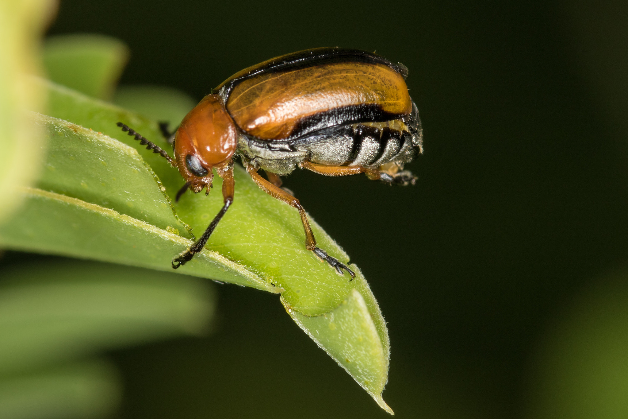 Sigma 105mm F2.8 EX DG Macro sample photo. Leaf beetle photography