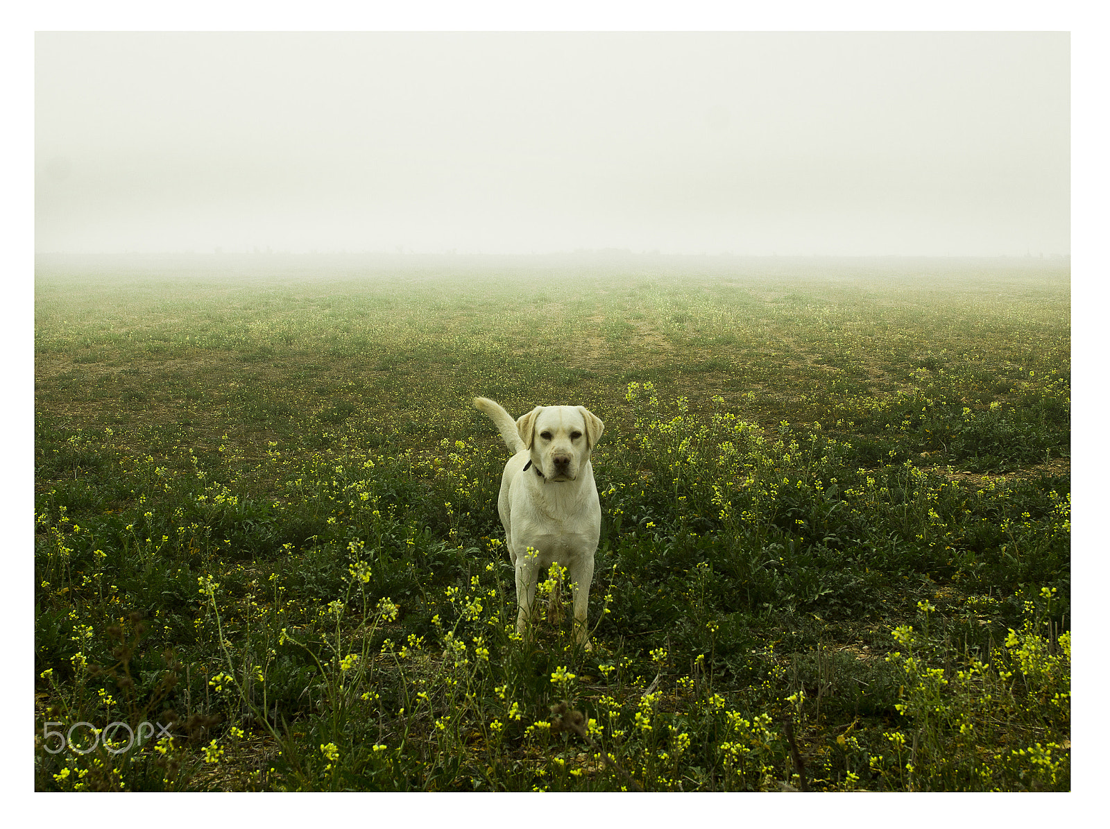 Canon EF 24-85mm F3.5-4.5 USM sample photo. Ronin photography