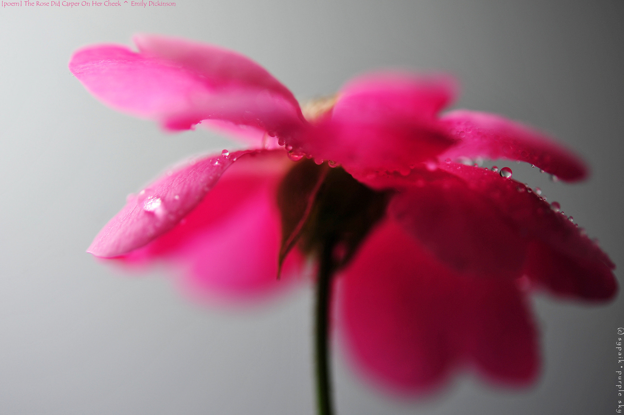 Nikon AF-S Micro-Nikkor 60mm F2.8G ED sample photo. The rose did caper on her cheek photography