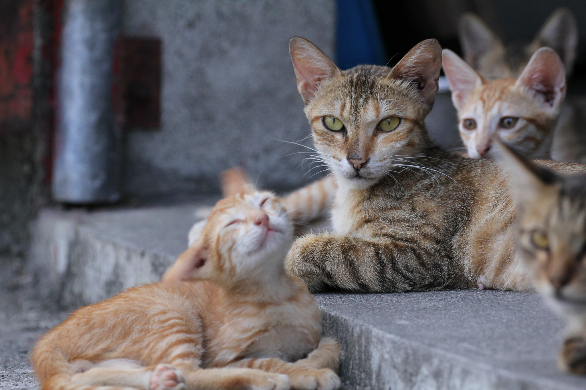 Canon EOS 60D + Canon EF 100-400mm F4.5-5.6L IS II USM sample photo. Cat family photography