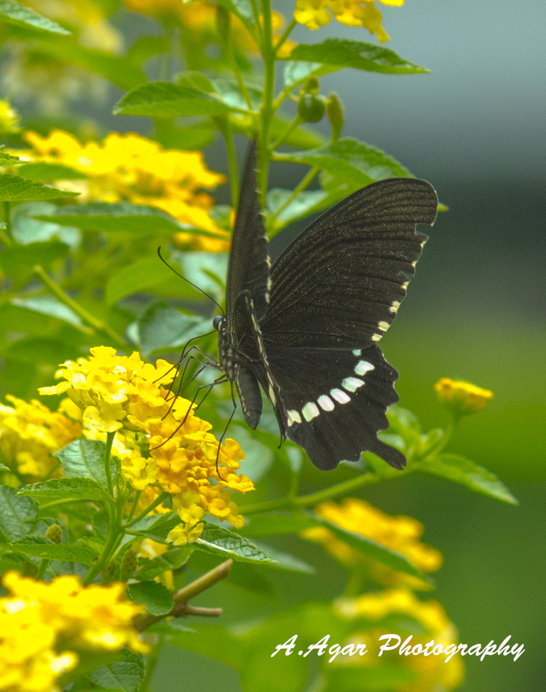Canon EOS 70D + Canon EF 135mm F2L USM sample photo. Butterfly photography