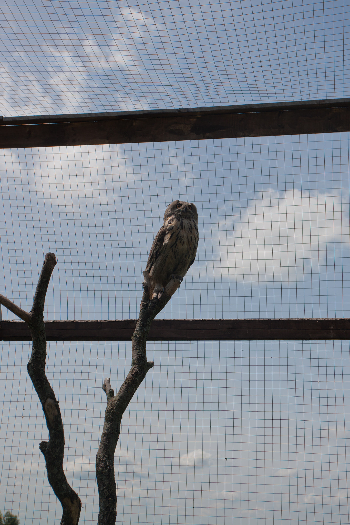 Canon EOS-1Ds Mark III sample photo. I'm going to hogwarts? photography