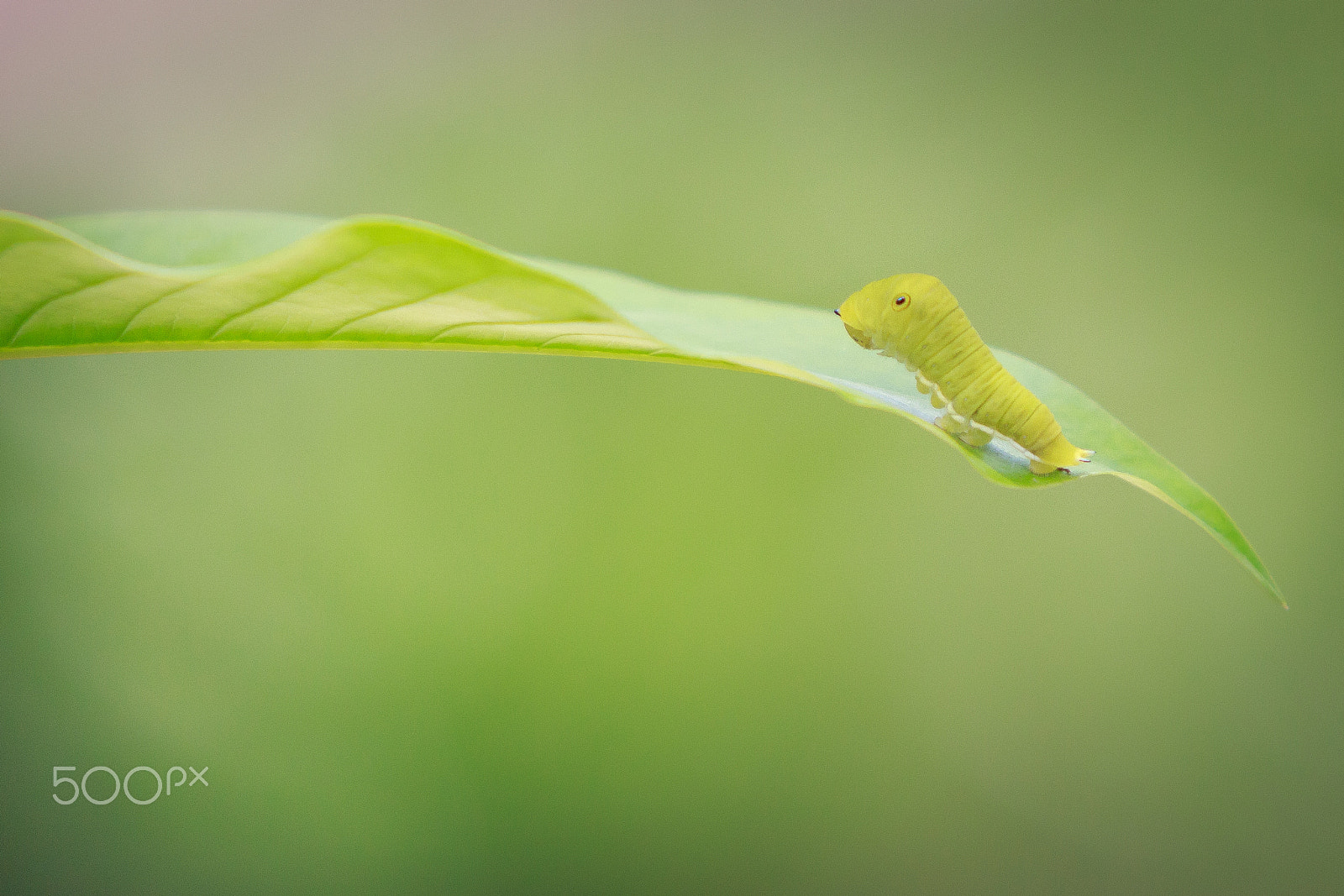 Canon EF 70-200mm F2.8L USM sample photo. Grub photography