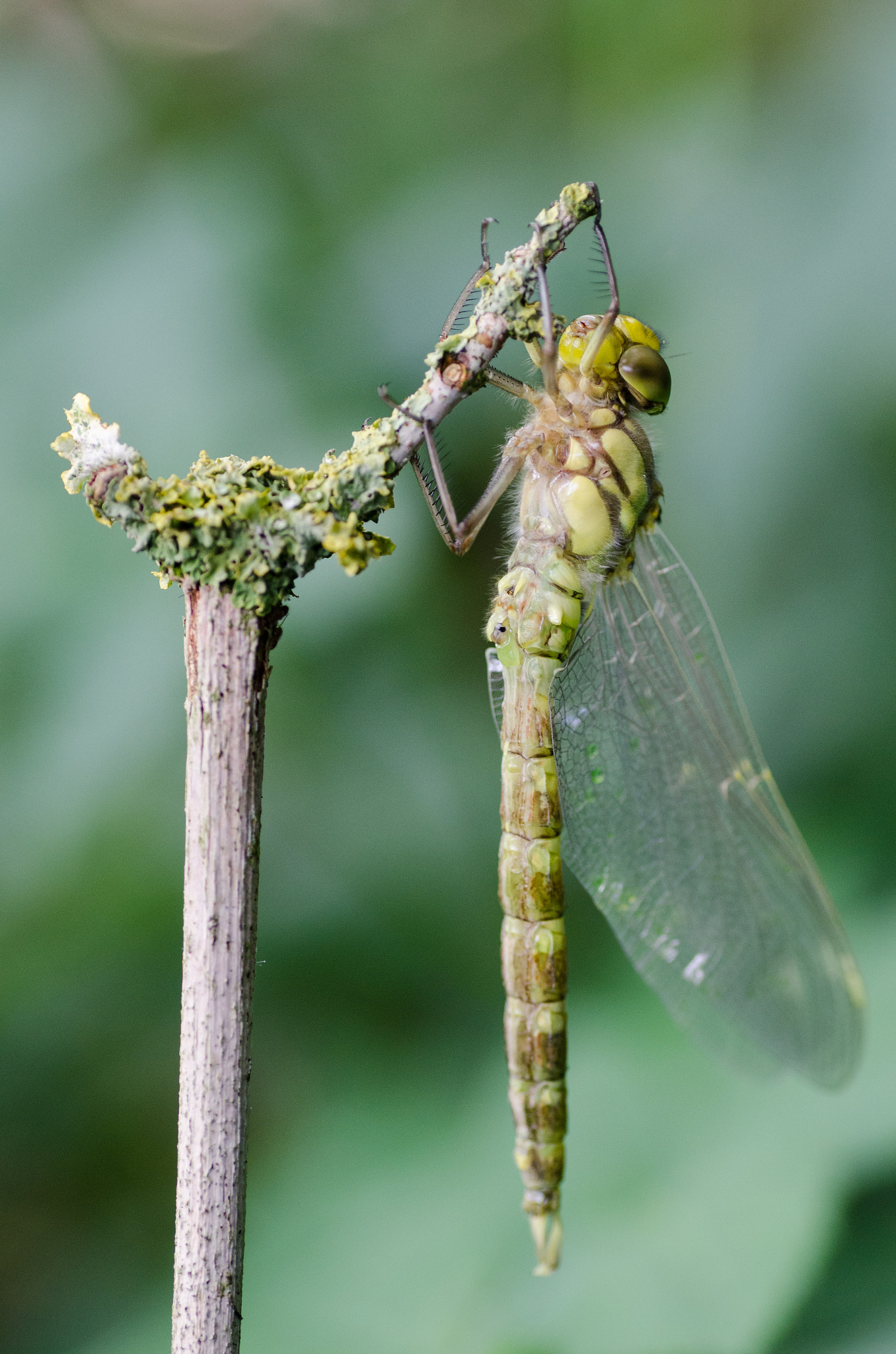 Nikon D7000 + Tamron SP 90mm F2.8 Di VC USD 1:1 Macro sample photo. Waiting for take-off photography