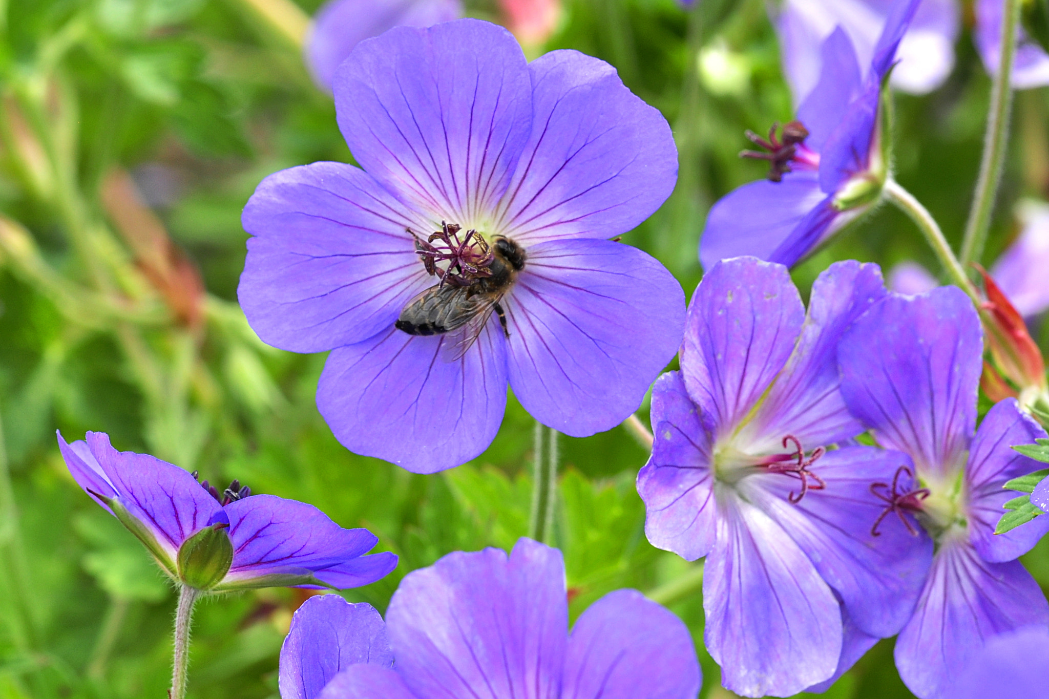 Sigma 105mm F2.8 EX DG OS HSM sample photo. Gardentime photography