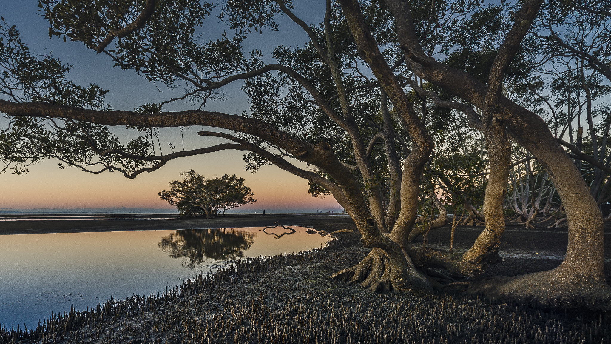 Nikon D600 + Nikon AF Nikkor 14mm F2.8D ED sample photo. Moreton bay mangroves photography