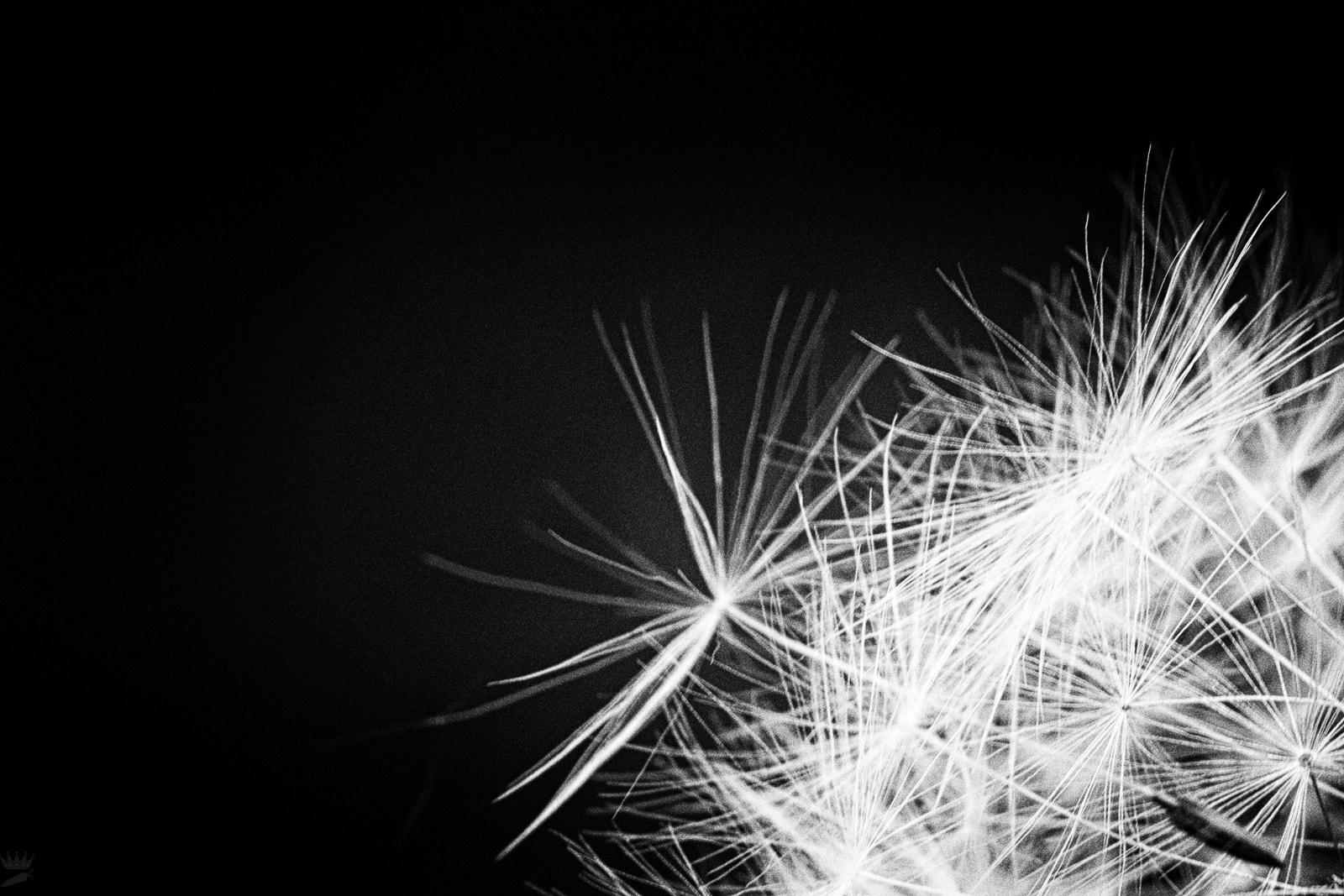 Sigma 105mm F2.8 EX DG OS HSM sample photo. Featherweight photography