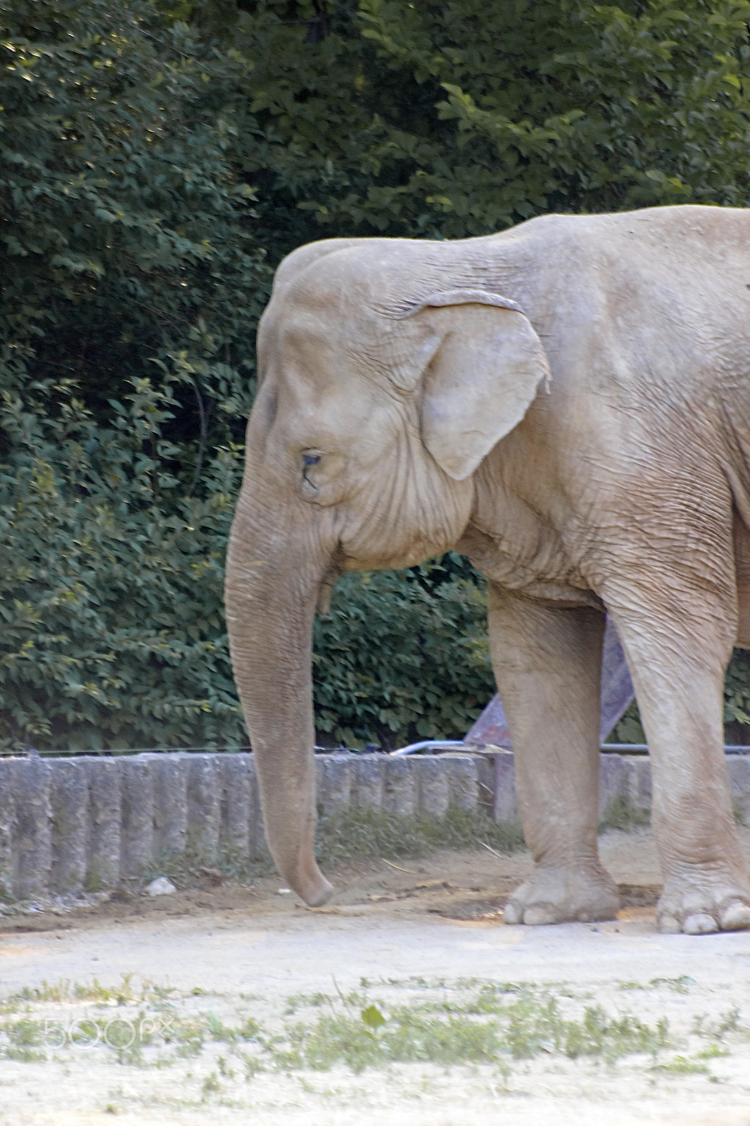 Sigma 70-300mm F4-5.6 APO DG Macro sample photo. Elephant by vertical view photography