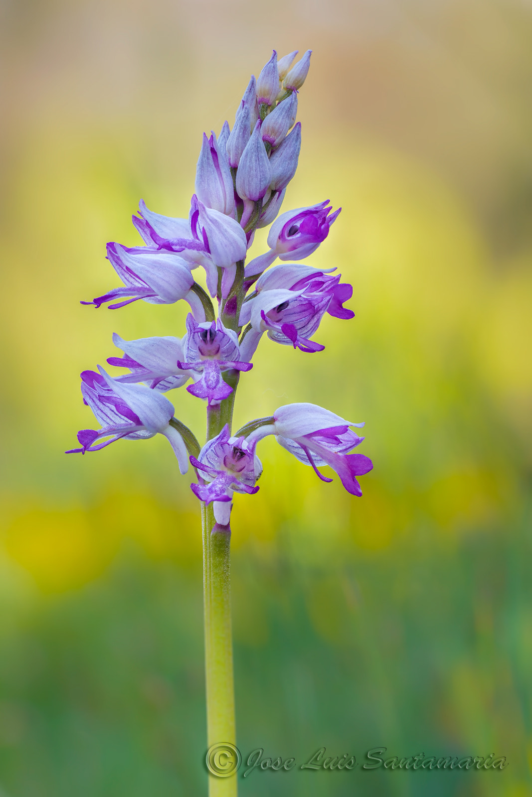 Nikon D300S sample photo. Orchis militaris photography