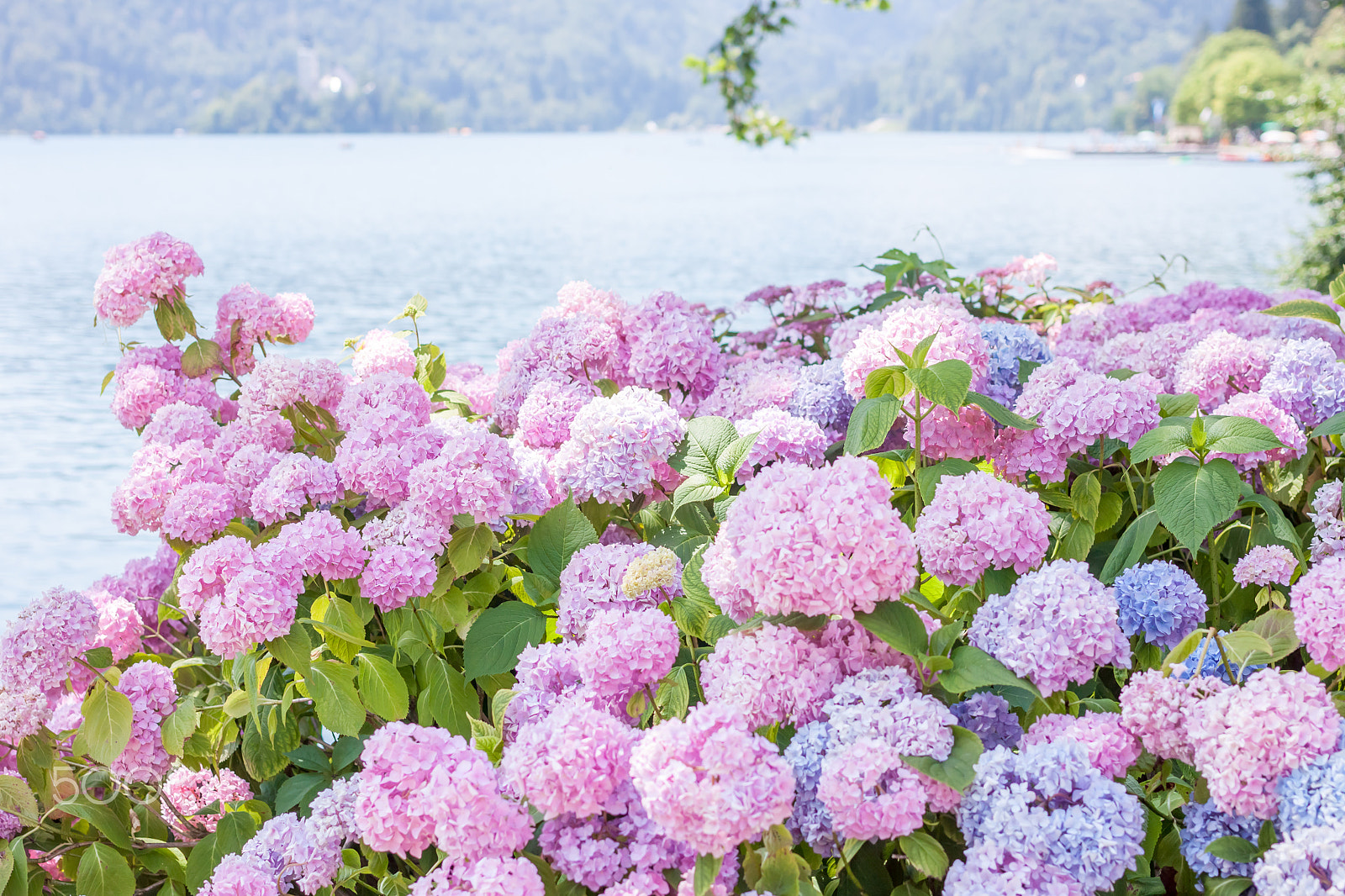 Canon EOS 500D (EOS Rebel T1i / EOS Kiss X3) + Canon EF 40mm F2.8 STM sample photo. Hydrangea blossom on lake bled photography