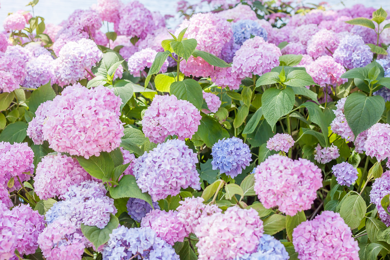 Canon EOS 500D (EOS Rebel T1i / EOS Kiss X3) + Canon EF 40mm F2.8 STM sample photo. Hydrangea blossom on lake bled photography