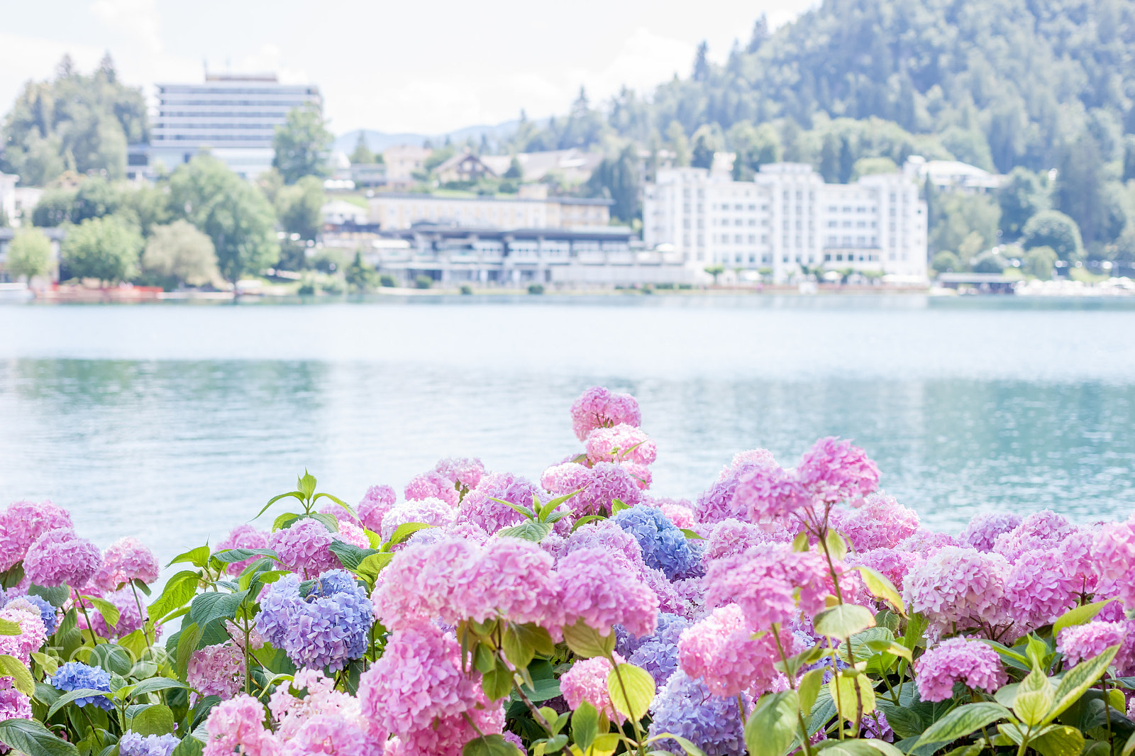 Canon EOS 500D (EOS Rebel T1i / EOS Kiss X3) + Canon EF 40mm F2.8 STM sample photo. Hydrangea blossom on lake bled photography