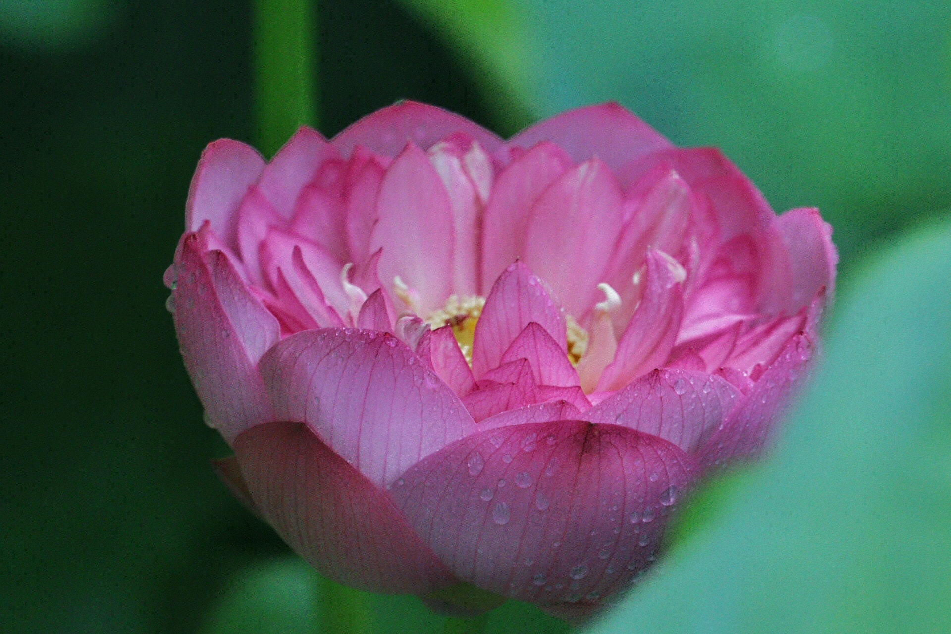 Canon EF 70-200mm F4L USM sample photo