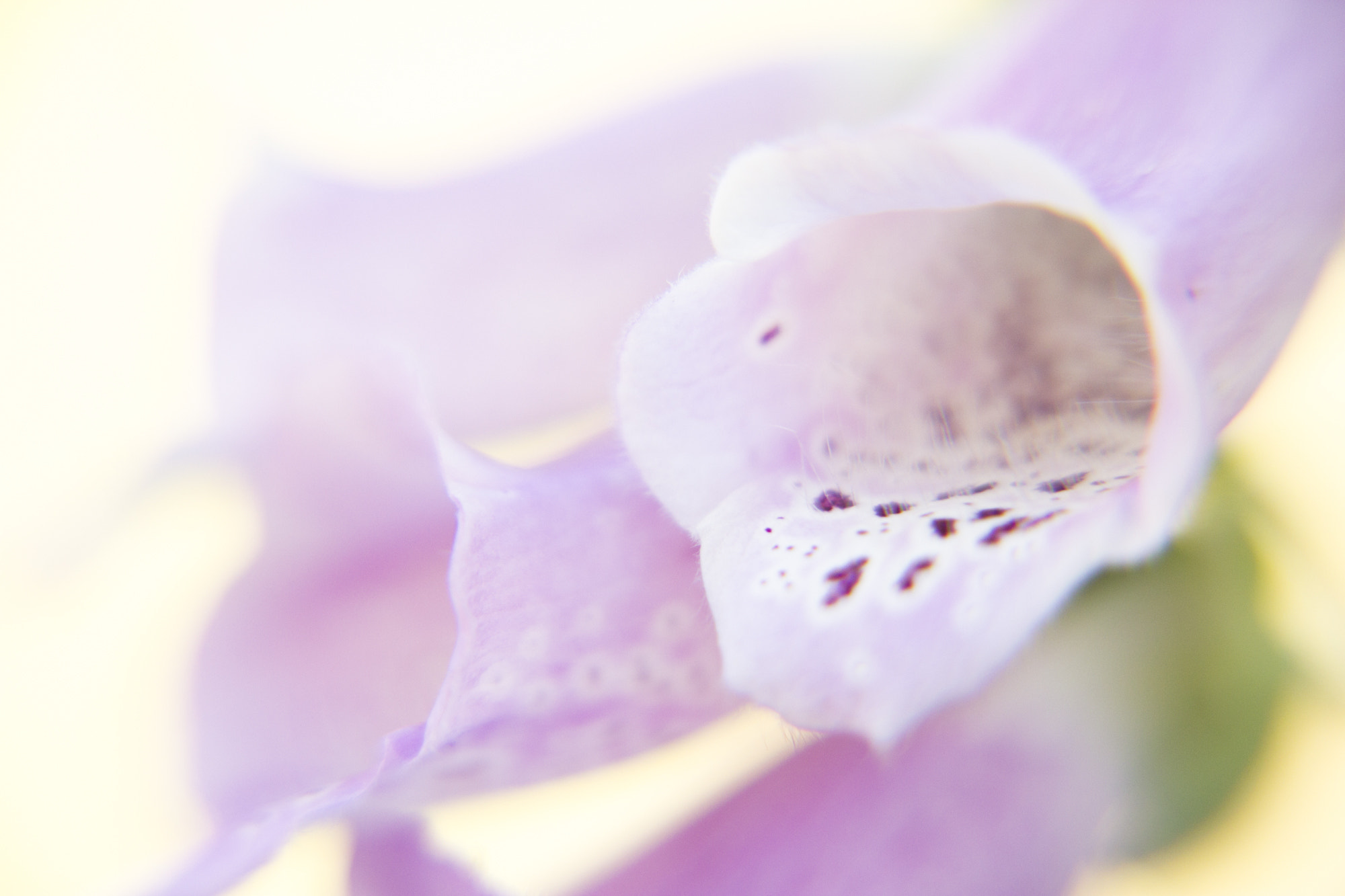 Canon EOS 60D + Sigma 18-50mm f/2.8 Macro sample photo. Digitalis photography