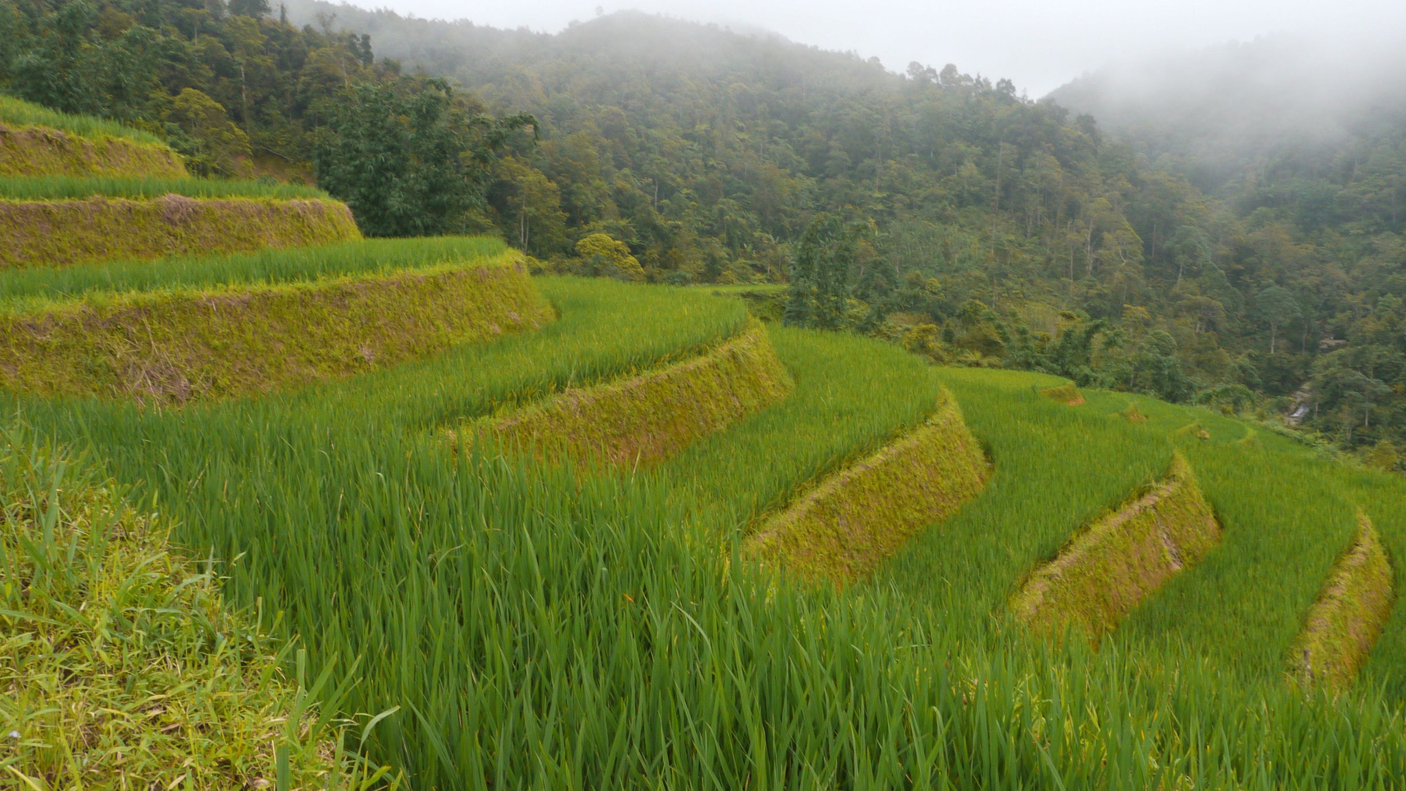 Panasonic Lumix DMC-GH1 sample photo. Vietnam photography