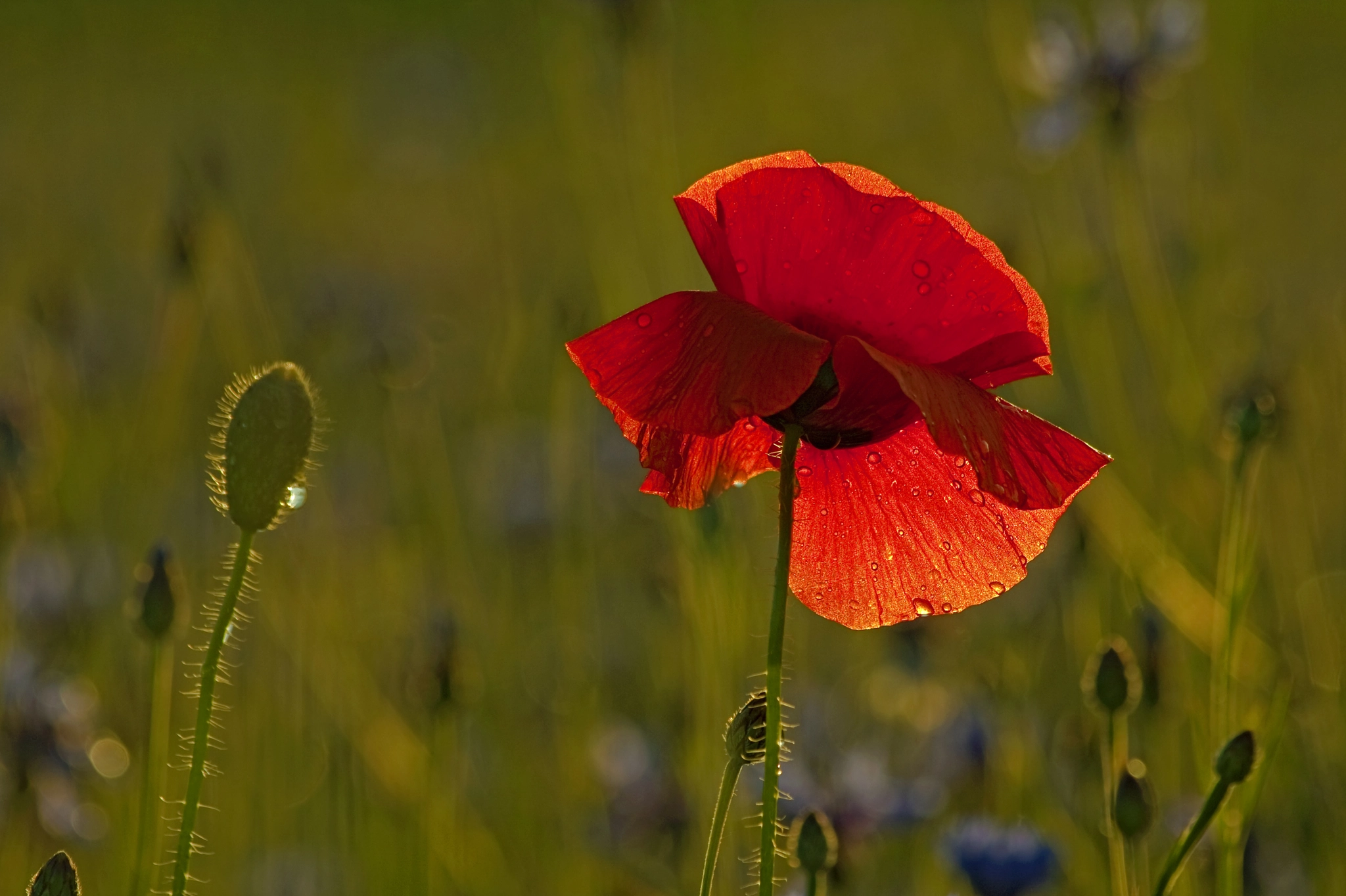 Canon EF 70-300mm F4-5.6 IS USM sample photo. Juniregen photography