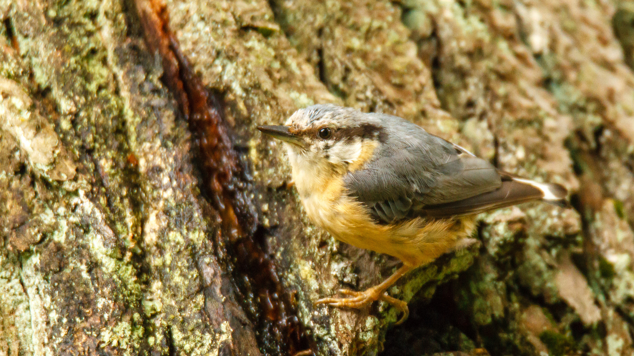 Canon EOS-1D Mark IV sample photo. Nuthatch on a tree photography