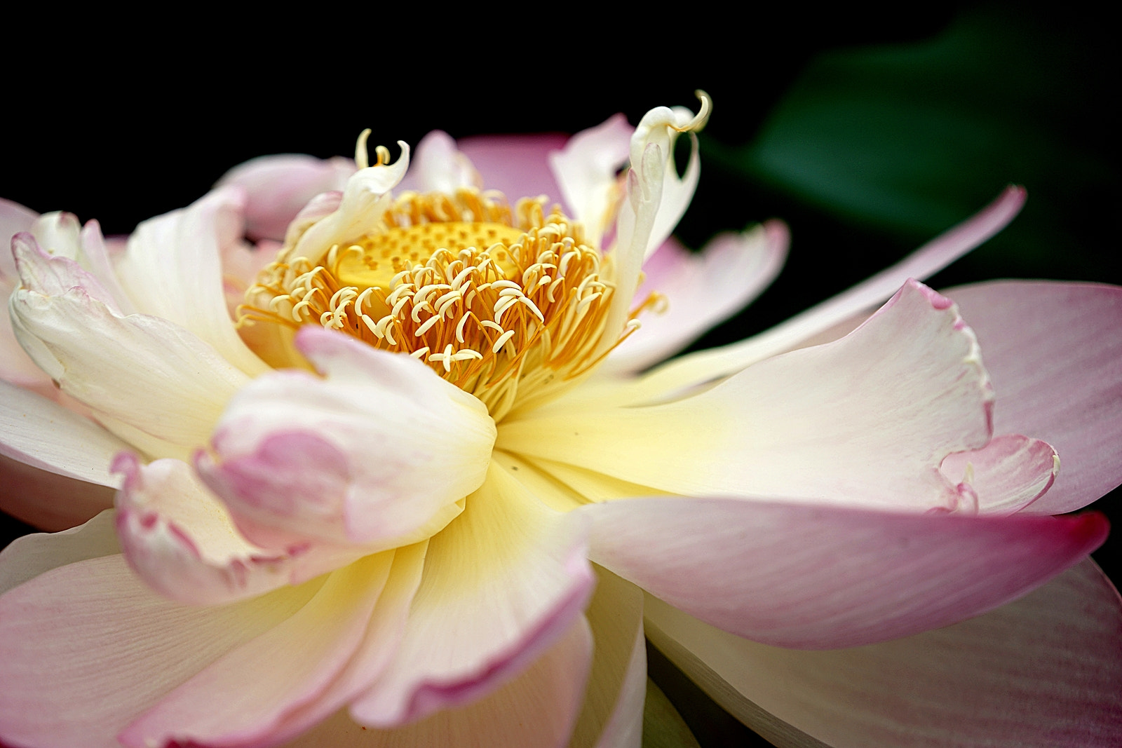 Sony FE 70-200mm F4 G OSS sample photo. Lotus3 photography