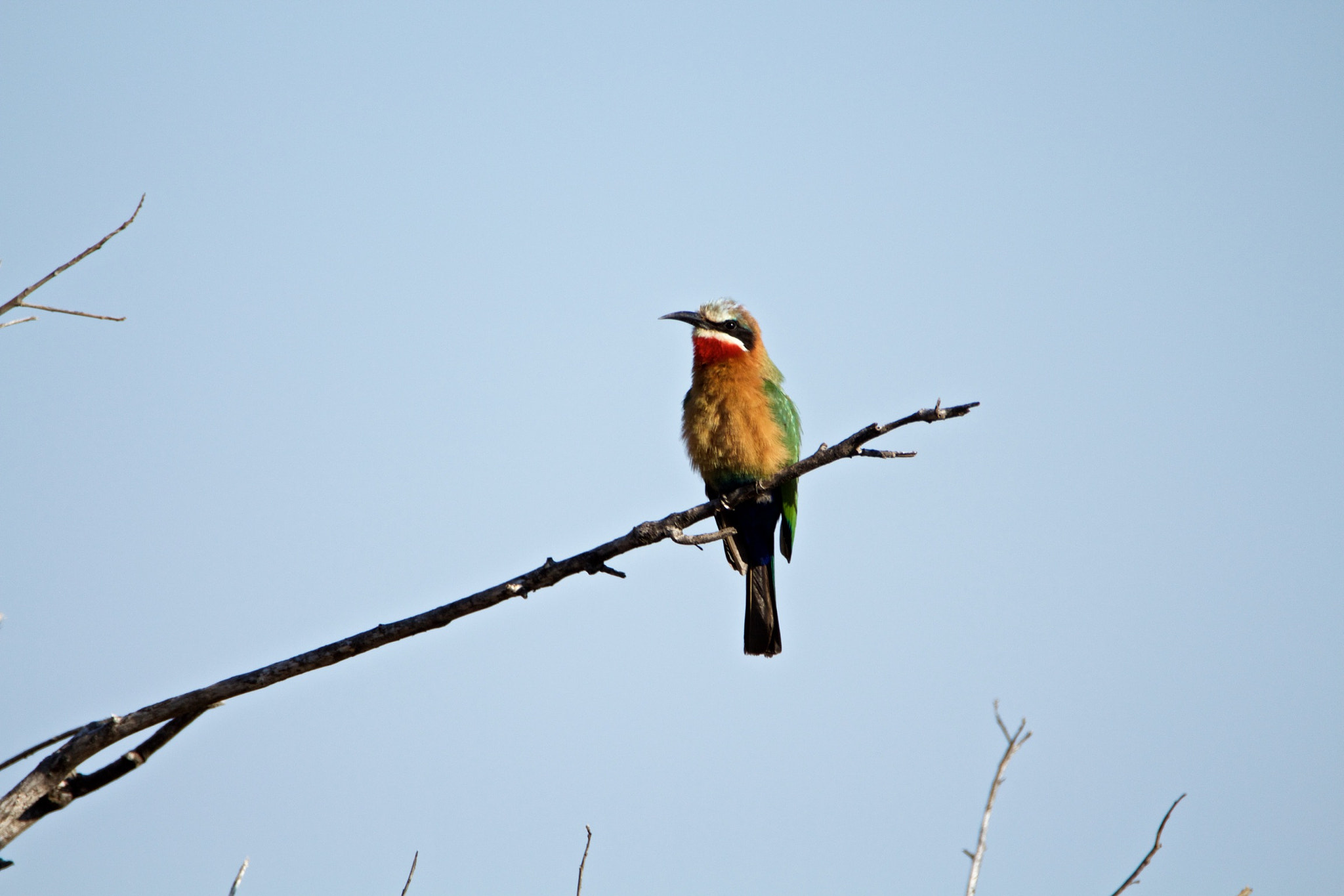 Canon EOS 700D (EOS Rebel T5i / EOS Kiss X7i) + Tamron SP 150-600mm F5-6.3 Di VC USD sample photo. White-fronted bee-eater photography