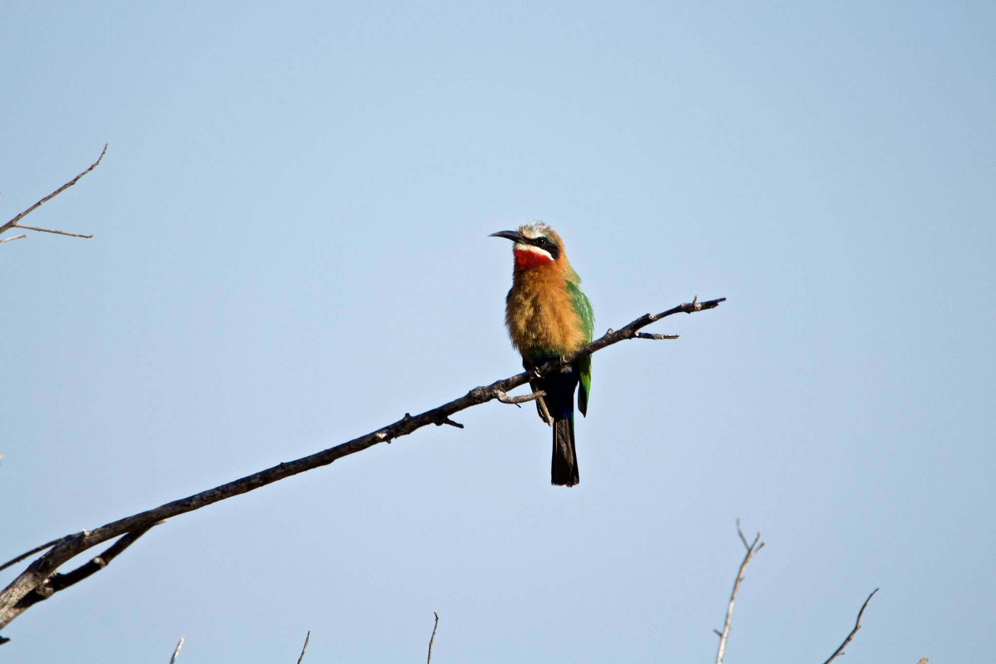 Tamron SP 150-600mm F5-6.3 Di VC USD sample photo. White-fronted bee-eater photography