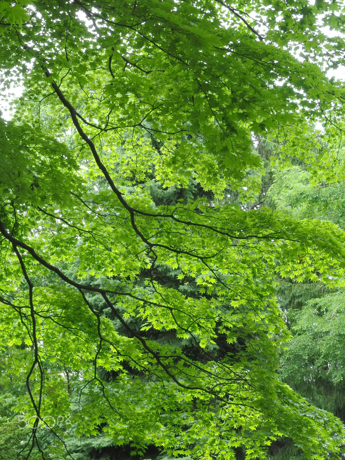 PENTAX RICOH IMAGING PENTAX MX-1 sample photo. Green photography