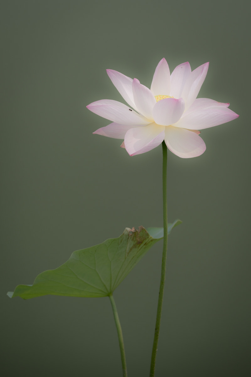 Sony a7R II + Canon EF 70-200mm F4L IS USM sample photo. Lotus in dream photography