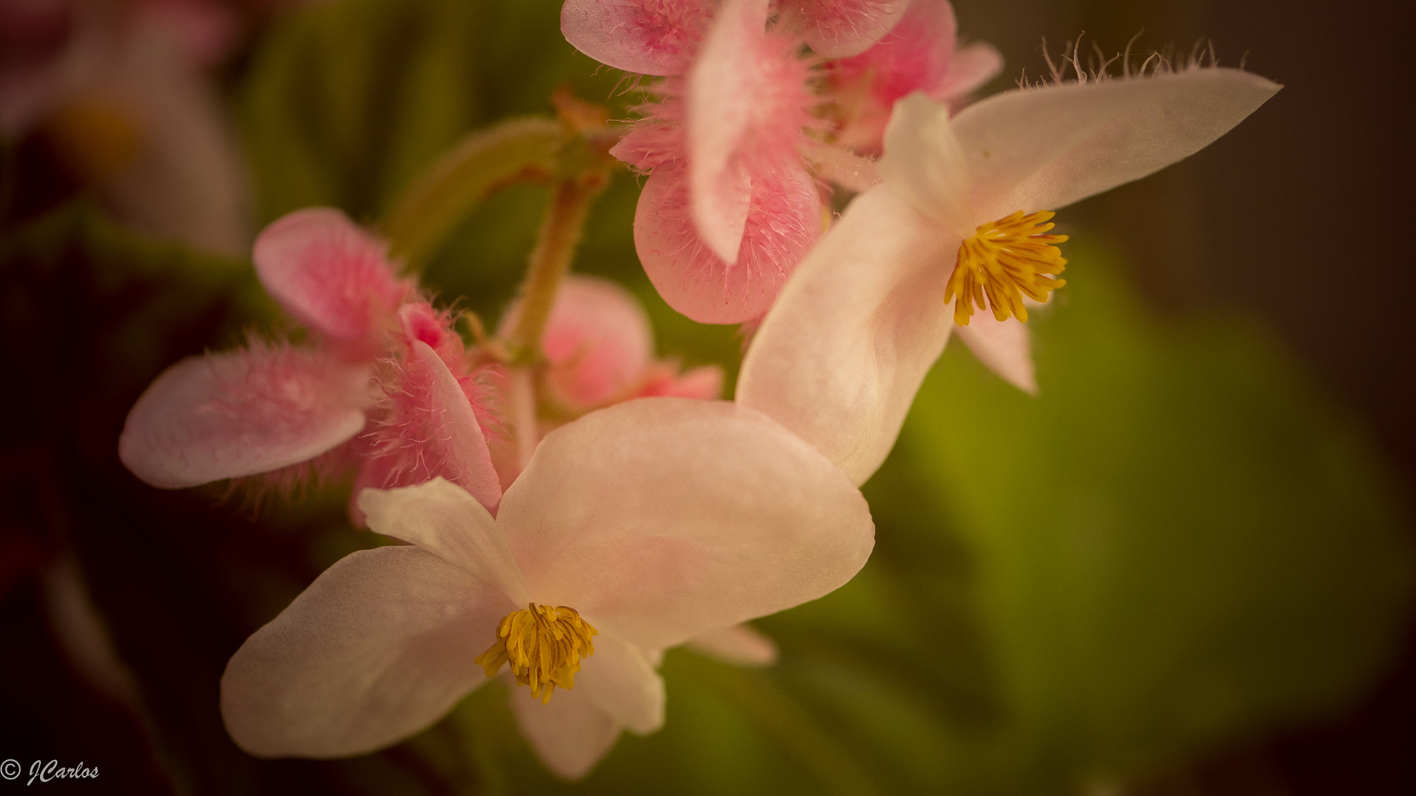Panasonic Lumix G Macro 30mm F2.8 ASPH Mega OIS sample photo. Come closer photography