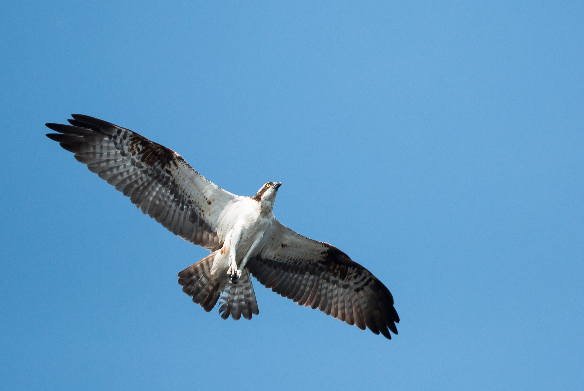Sigma 150mm f/2.8 EX DG OS HSM APO Macro sample photo. Osprey photography