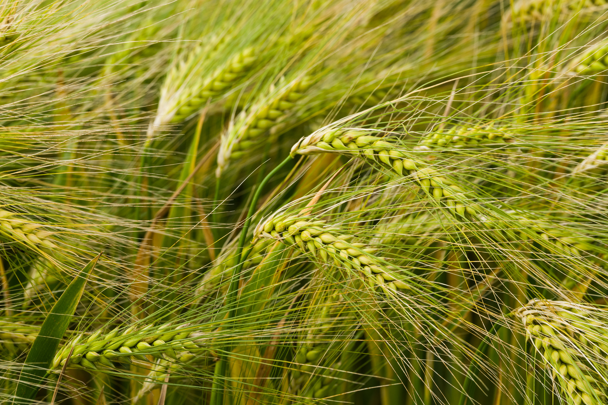 Leica SL (Typ 601) sample photo. Barley field photography