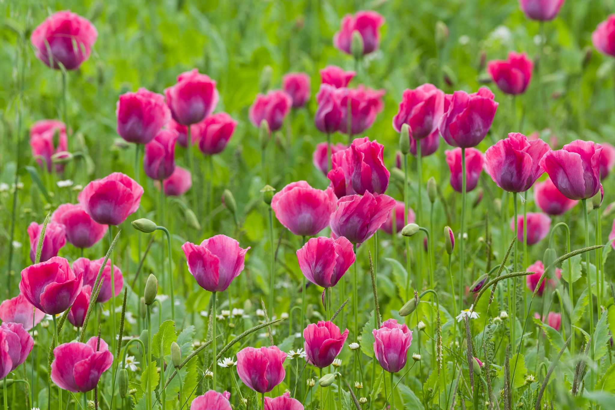 Leica APO-Vario-Elmarit-SL 90-280mm F2.8–4 sample photo. Flowering poppy field photography