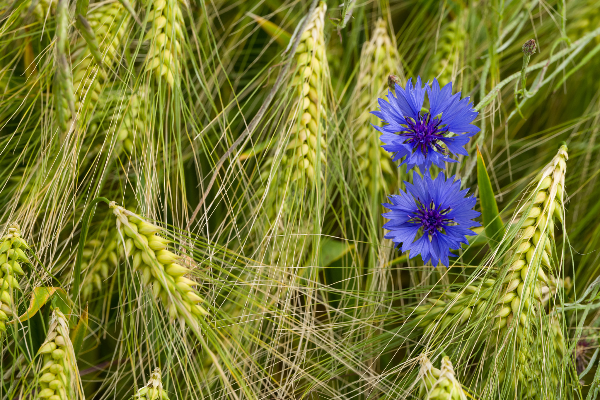 Leica APO-Vario-Elmarit-SL 90-280mm F2.8–4 sample photo. Corn flowers in a barley field photography