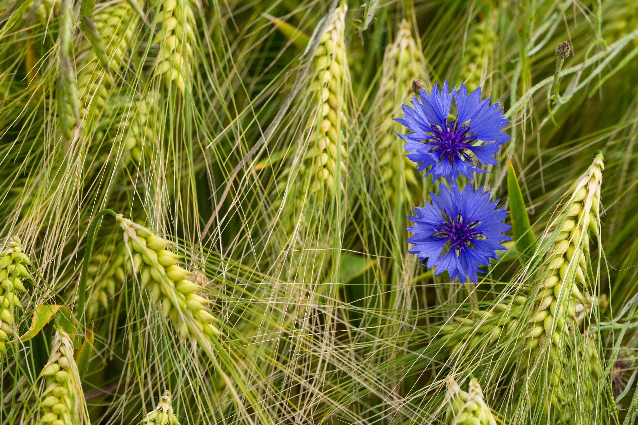 Leica SL (Typ 601) sample photo. Corn flowers in a barley field photography