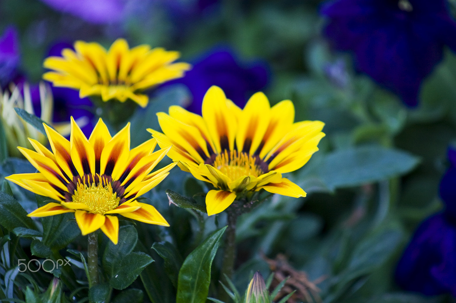 Canon EF 75-300mm f/4-5.6 USM sample photo. Flame flower photography