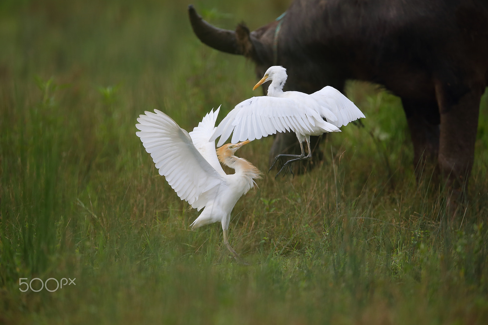 Canon EF 400mm F2.8L IS II USM sample photo. Bs3p2741.jpg photography