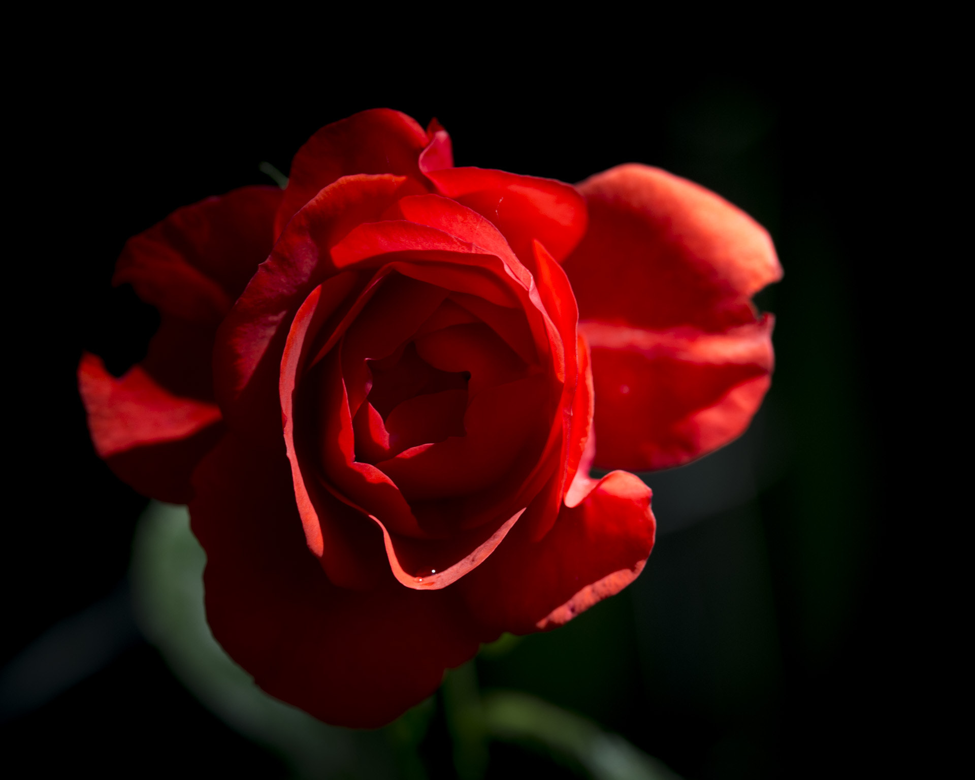 Nikon D4 sample photo. Rose photography