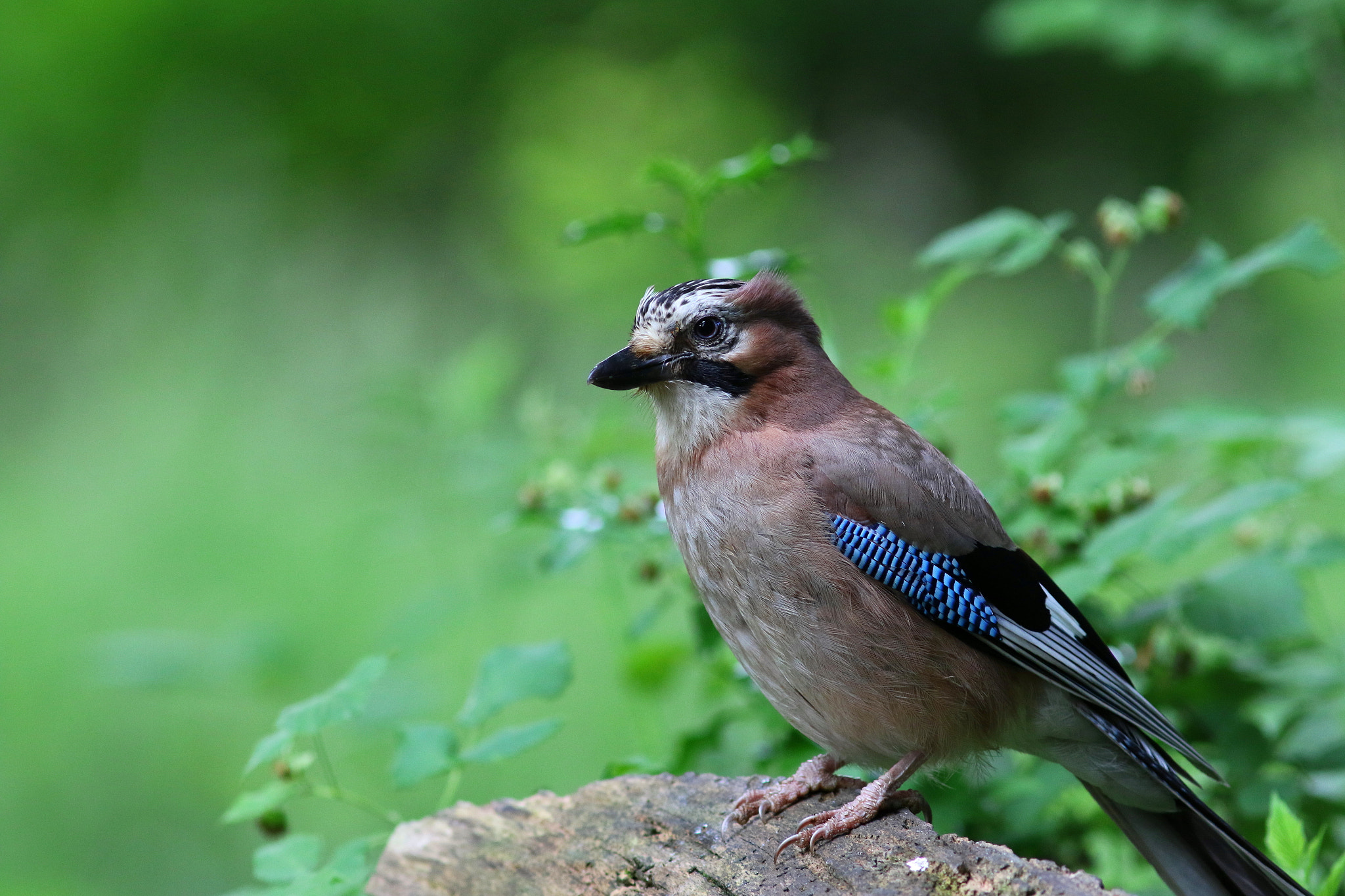 Canon EF 300mm F4L IS USM sample photo. Jay photography