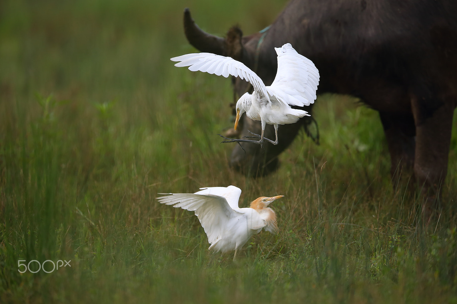 Canon EF 400mm F2.8L IS II USM sample photo. Bs3p2742.jpg photography