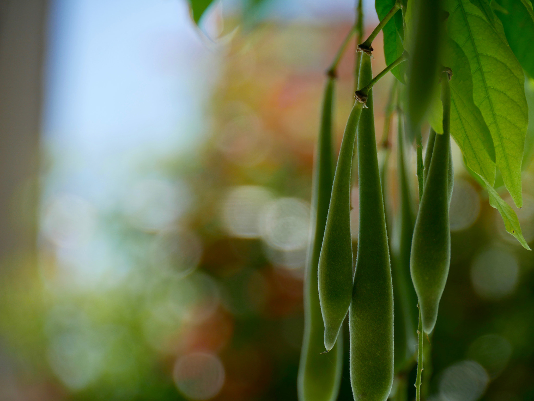Panasonic DMC-G70 sample photo. Haricots de glycine photography