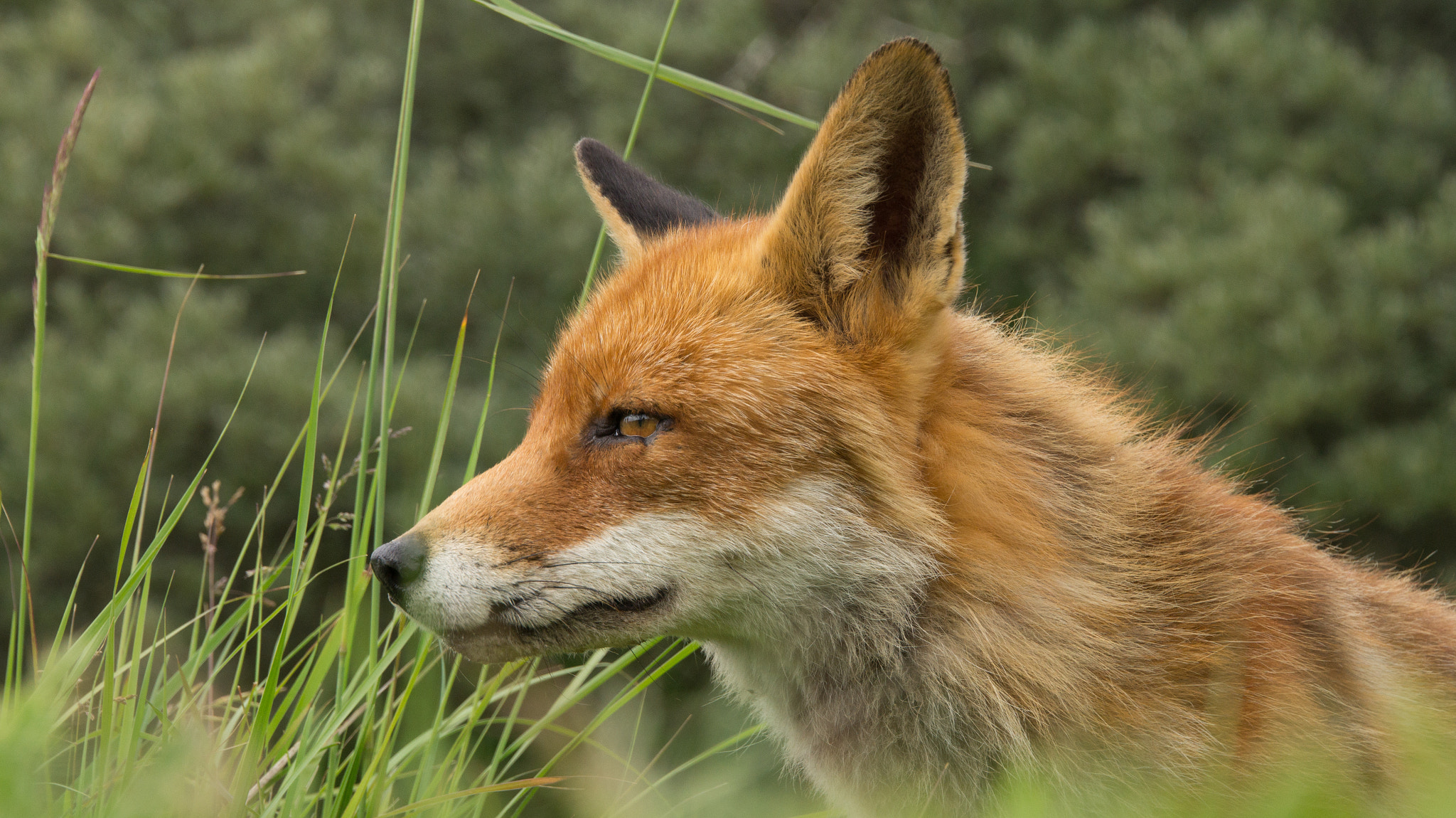 Tamron 18-270mm F3.5-6.3 Di II PZD sample photo. Red fox posing photography