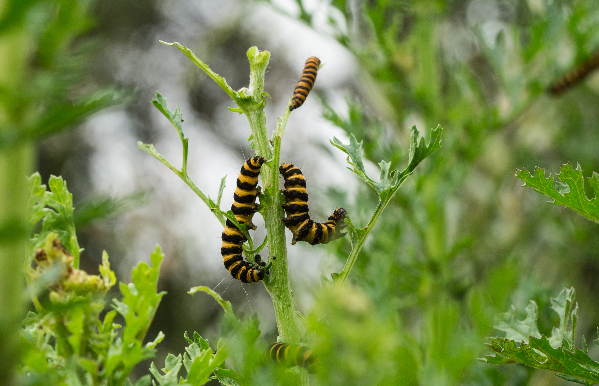 Sony SLT-A58 + 90mm F2.8 Macro SSM sample photo. Caterpillars photography