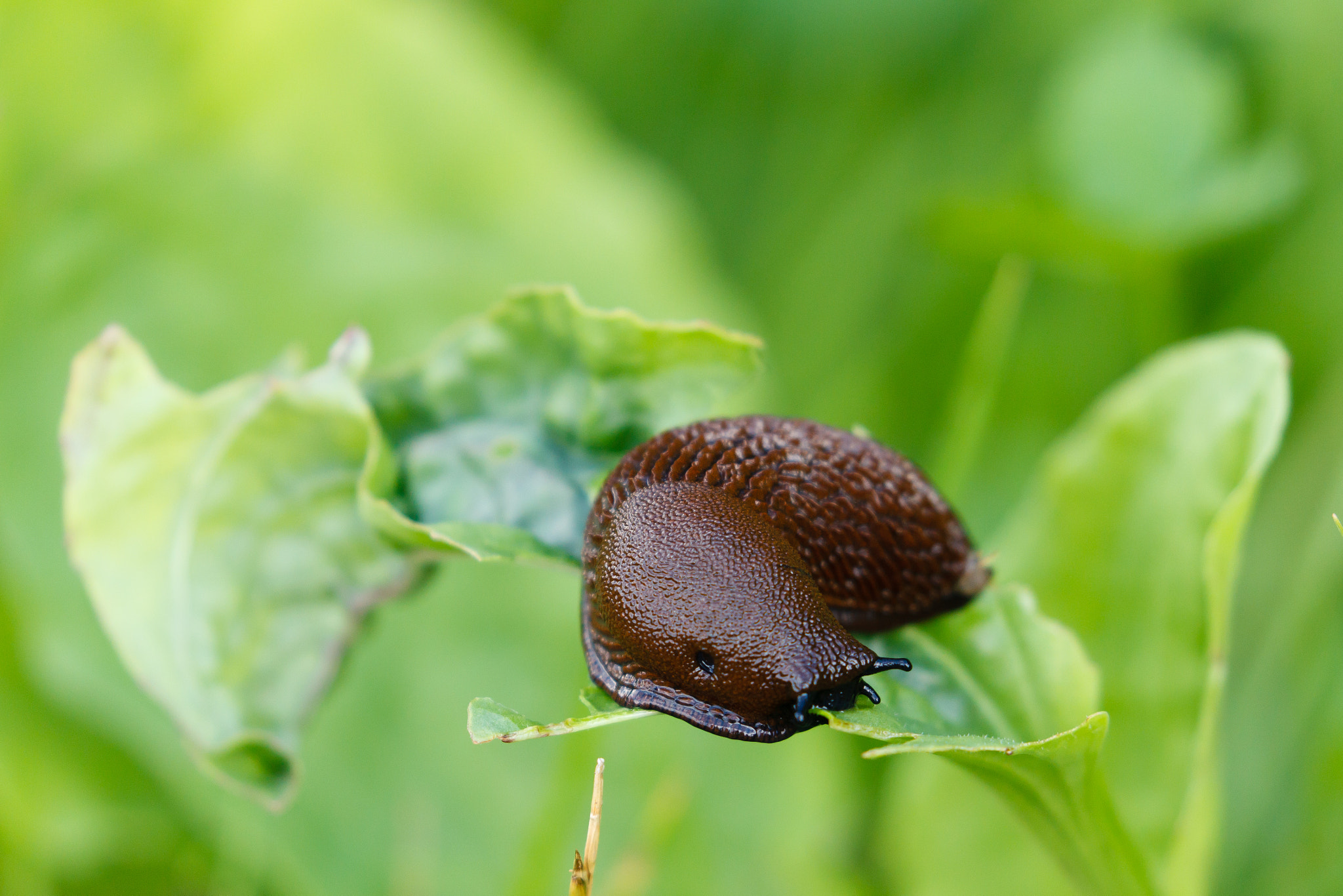 Canon EOS-1D Mark IV sample photo. Slug feeding on a plantleaf photography