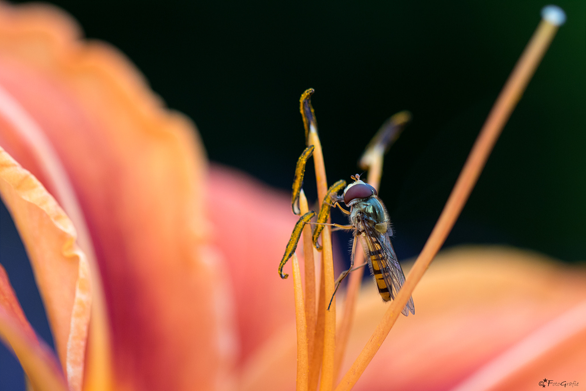 Canon EOS 760D (EOS Rebel T6s / EOS 8000D) + Canon EF 100mm F2.8L Macro IS USM sample photo. Schwebfliege an lilie photography